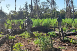 Más de 50 hectáreas de marihuana son destruidas durante un operativo conjunto de la Senad y la Policía Federal
