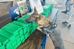 Perro ENTRENADO descubre MARIHUANA escondida en furgón de transporte alternativo de Ciudad del Este.