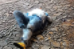 Muerte súbita en Presidente Franco: hombre fallece tras un aparente paro cardíaco
