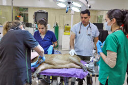 Realizan chequeos veterinarios a carpinchos en cuarentena en Tekotopa Centro Ambiental