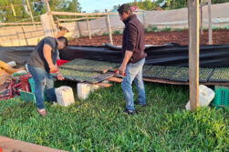 Productores de Itakyry logran buenos resultados con la comercialización de mandioca y locote