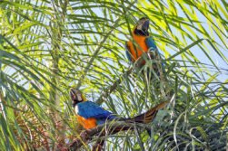 El regreso de los kaninde: histórico avistamiento de guacamayos en Refugio Biológico de Mbaracayú