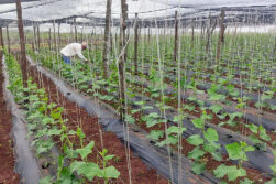 Productores de Adán y Eva impulsan cultivo de pepinillos con fines industriales