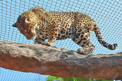 Más de 6.000 personas visitaron el Sendero del Jaguarete de ITAIPU en octubre