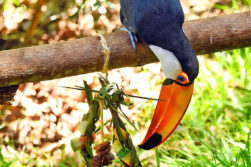 En Tekotopa de ITAIPU los animales tuvieron enriquecimiento ambiental con temática navideña