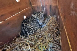 Jaguarete rescatado por el MADES es atendido en Tekotopa Centro Ambiental de ITAIPU