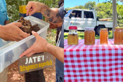 Extraen miel de abejas nativas por primera vez en el Refugio Biológico de Mbaracayú de ITAIPU