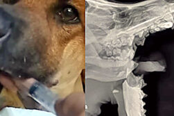 Caso Canela: Fiscalía imputó a adolescente por presunta crueldad animal