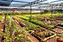 Vivero y huerto de ITAIPU produjeron más de 1.200.000 plantines de diferentes especies en el 2025