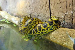 Más de 23.000 personas visitaron el Sendero del Jaguareté de Tekotopa Centro Ambiental desde su apertura