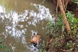 AHORA: Hallazgo de un CUERPO en un ARROYO en Minga Guazú