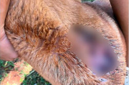 Imputan a sexagenario por maltrato y crueldad animal