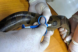 Colocan microchips para monitorear población de mbói jagua en el Refugio Biológico de Mbaracayú