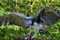 Tekotopa Centro Ambiental de ITAIPU habilito el mirador del AGUILA HARPIA