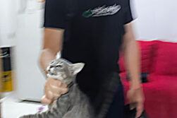 Denuncian a un hombre por matar al «michi» de su pareja para «advertirle» que ella sería la siguiente