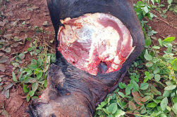 Faenan una vaquilla y huyen hacia zona boscosa