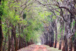 ITAIPU integra la Red de Reservas de Biosfera desde el 2017 y albergará reunión de la UNESCO.