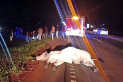 Adolescente muere tras chocar contra una vaca en la Ruta PY02