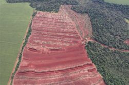DESTRUYERON 40 hectáreas de BOSQUE NATIVO en la zona de Ytakyry.