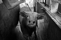 Toro vengó a los suyos y acabó con la vida de un capataz