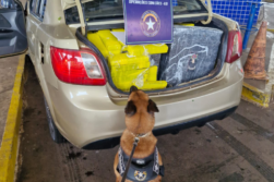 FRONTERA del TRAFICO: Perro amaestrado DETECTA 310 kilos de MARIHUANA y PARAGUAYO es detenido en el Puente