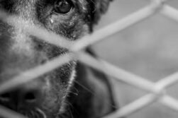 Dos adolescentes por maltrato y crueldad animal tras causar la muerte de un perro