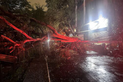 Temporal derriba árboles en el microcentro de Ciudad del Este y causa caos en el tránsito
