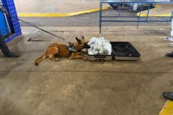 FRONTERA del TRAFICO: Incautan 10 kilos de COGOLLO en el Puente de la Amistad